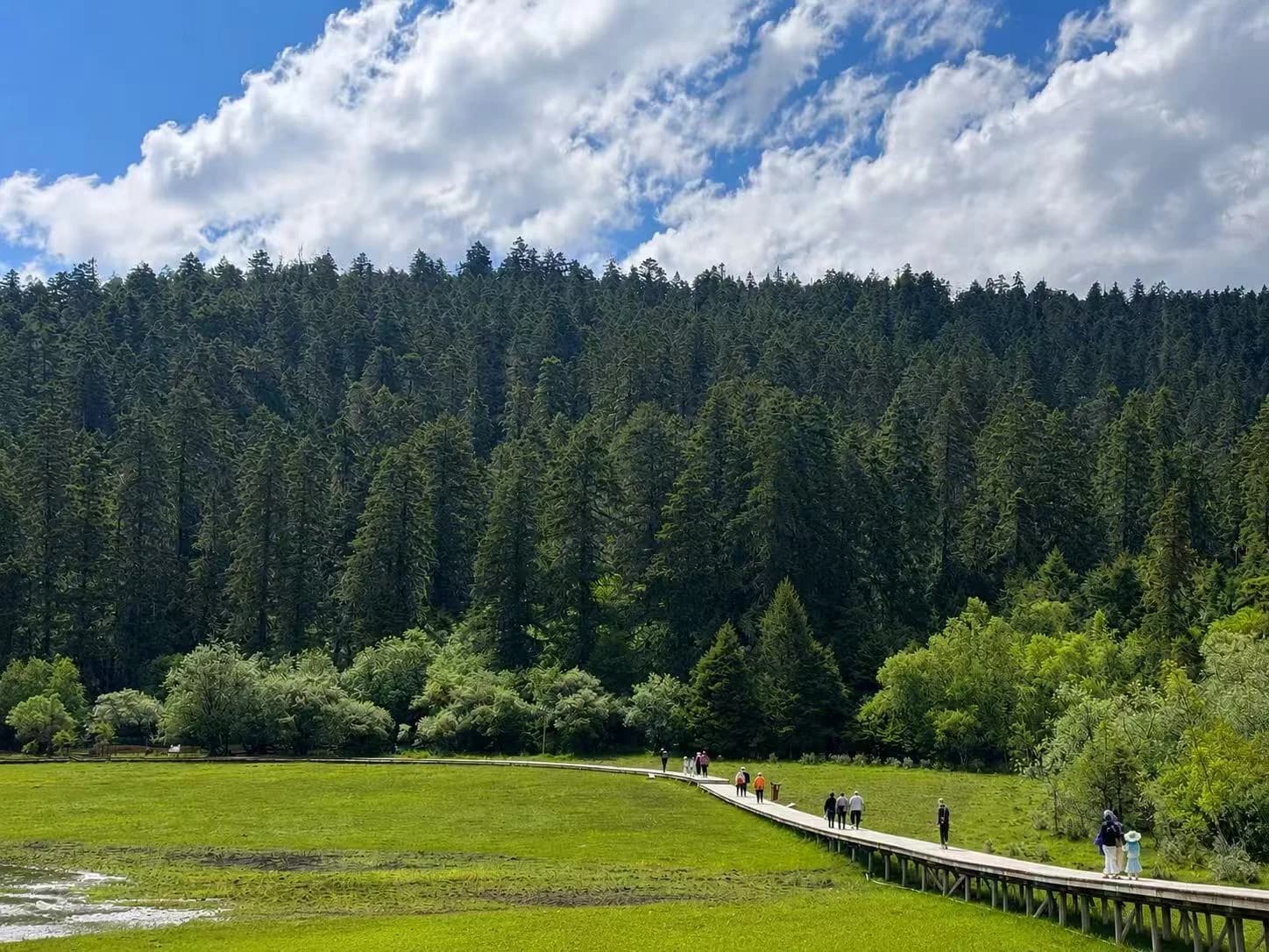People walk along a boardwalk between a bright meadow and dense forest