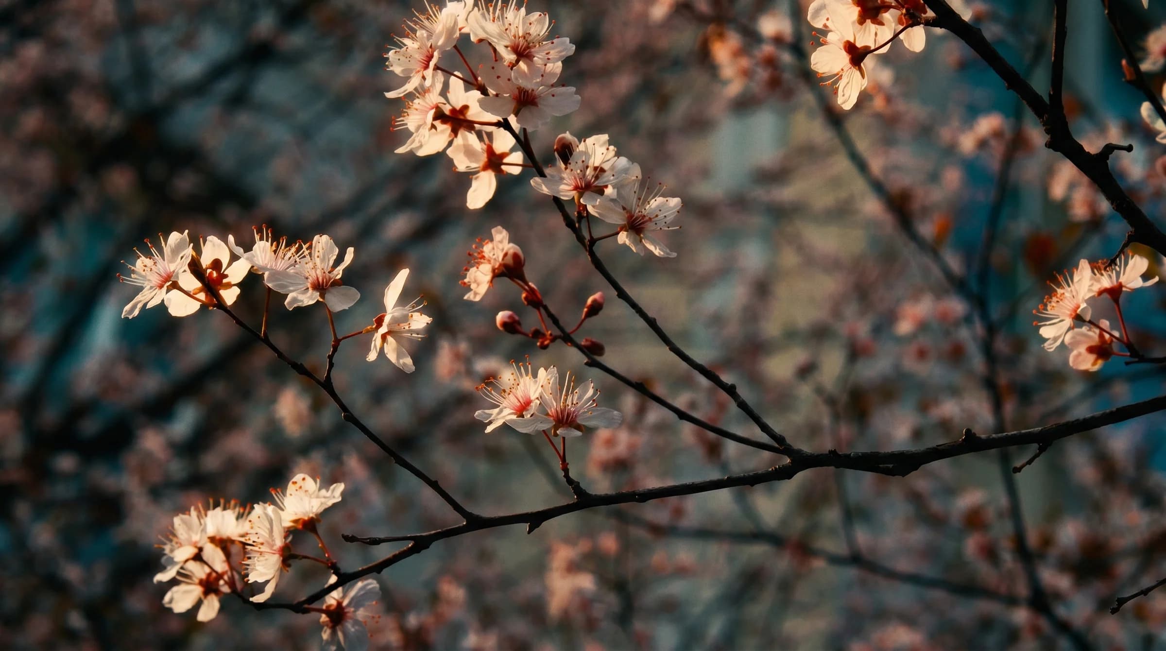 White spring blossoms glow in warm light against a soft background