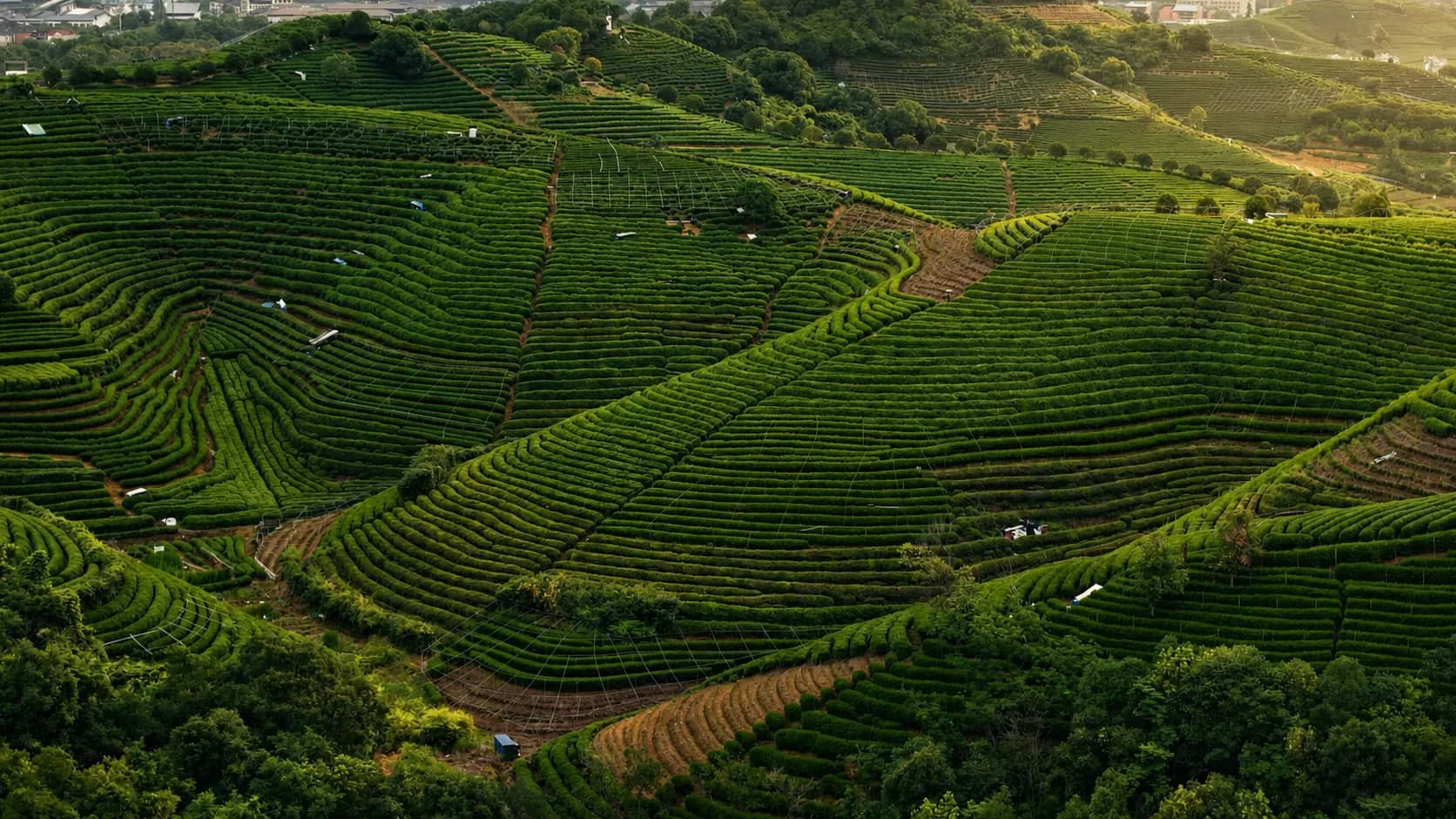 Sunlight traces the curved rows of green tea terraces