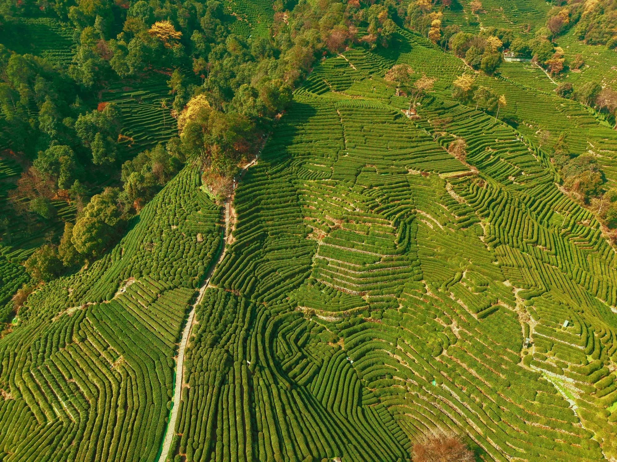 An aerial view follows a narrow path through densely layered green tea terraces